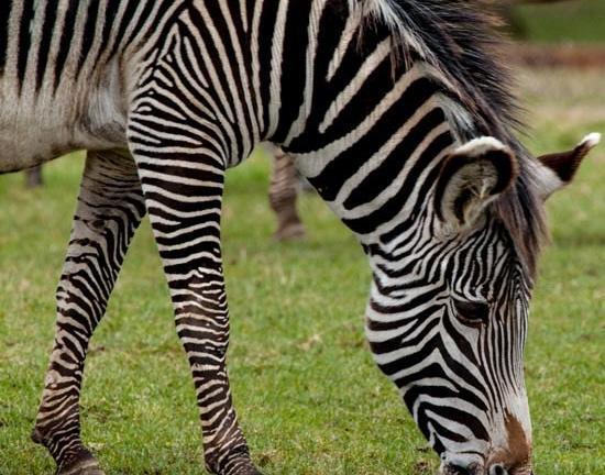 عکس عكس گورخر