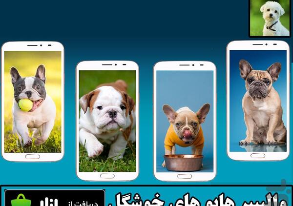عکس پس زمینه هاپو