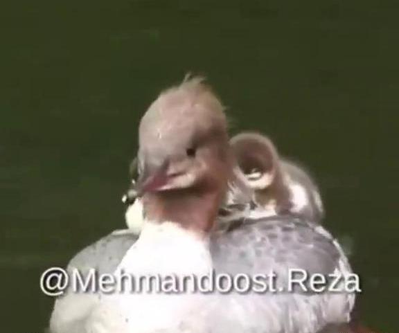 عکس خنده دار غاز
