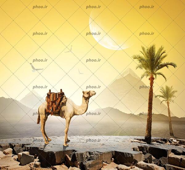 عکس شتر ها