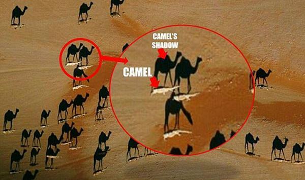 عکس شتر ها
