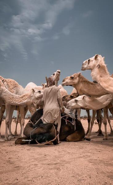 عکس شتر ها
