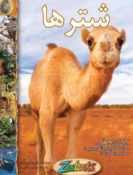 عکس شتر ها