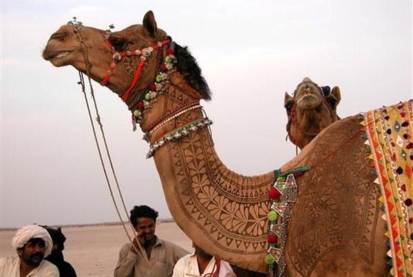 عکس شتر ها