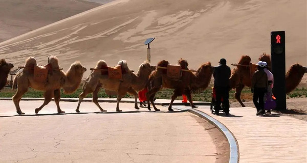 عکس شتر ها