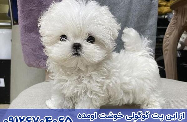 عکس هاپو تو جیبی