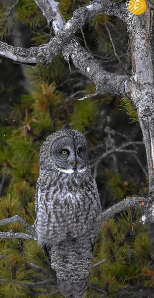 عکس جغد طوسی