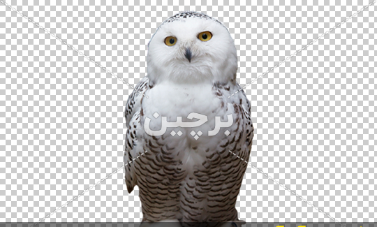 عکس جغد طوسی