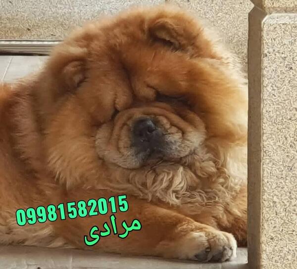 عکس سگ چاوچاو مینی