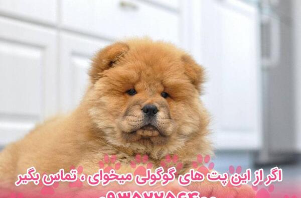 عکس سگ چاوچاو مینی