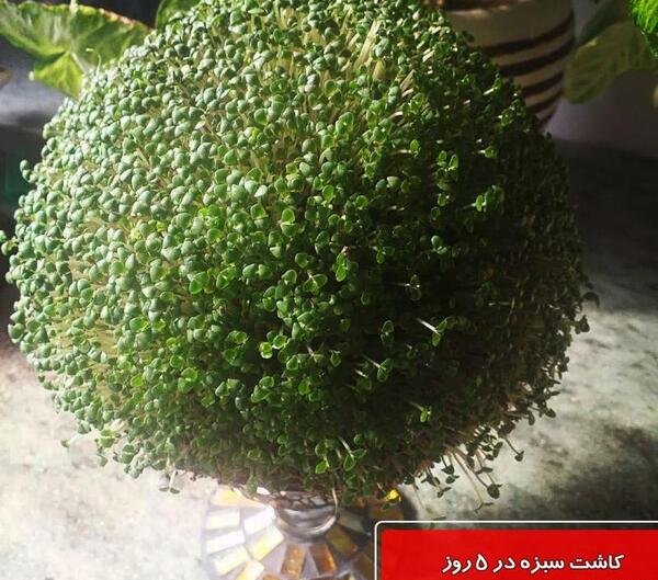 عکس مدل سبزه عید جدید