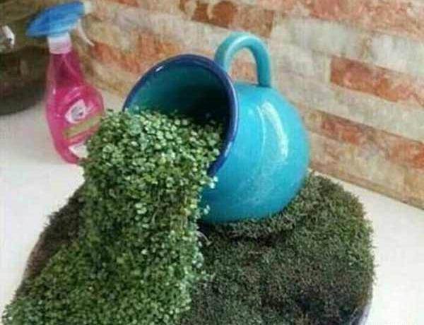 عکس مدل سبزه عید جدید
