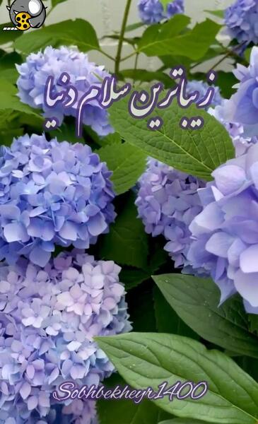 عکس وضعیت واتساپ صبح بخیر