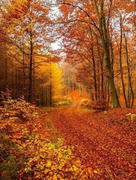 عکس های زیبا برای پروفایل پاییز