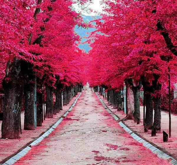عکس منظره قرمز
