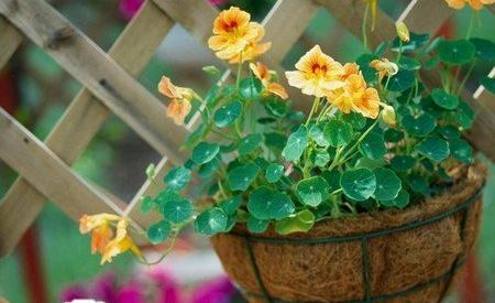 عکس کلبه ی زیبا