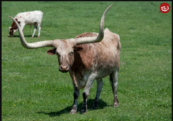 عکس گاو عضله ای