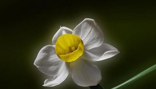 عکس گل نرگس مشکی