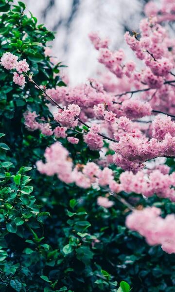 عکس بهاری برای صفحه گوشی