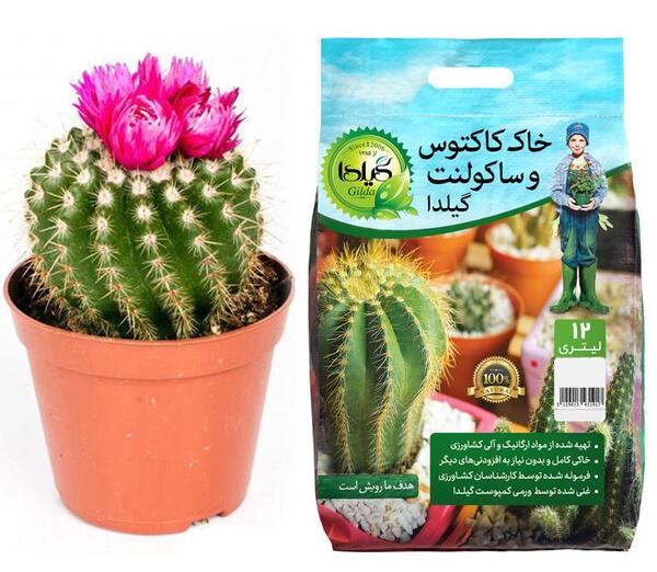 عکس کاکتوس صحرایی