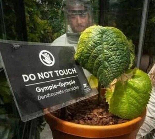 عکس گل خودکشی