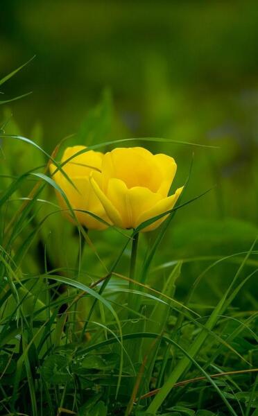 عکس قشنگ برای صفحه گوشی
