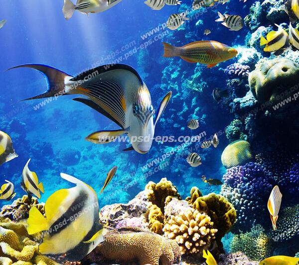 عکس دریا ماهی