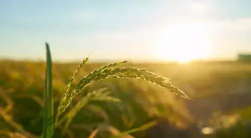 عکس زمین کشاورزی برنج
