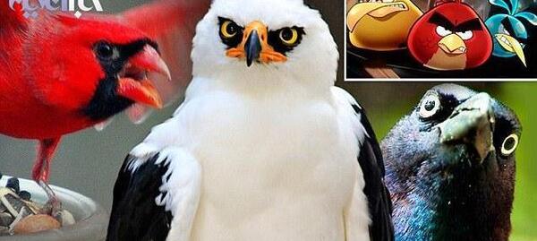 عکس angry birds واقعی