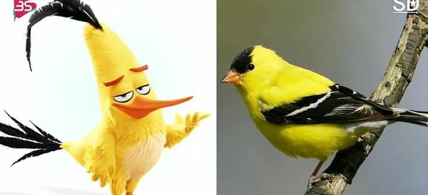 عکس angry birds واقعی