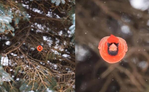 عکس angry birds واقعی