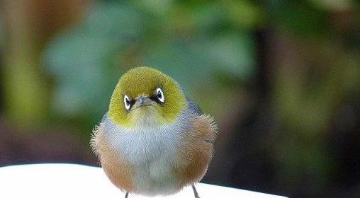 عکس angry birds واقعی