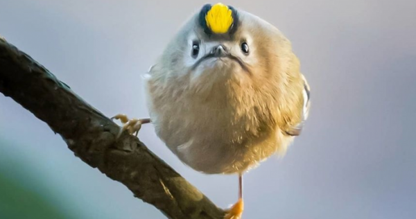 عکس angry birds واقعی