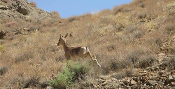 عکس روستای کرفس