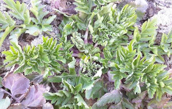 عکس روستای کرفس