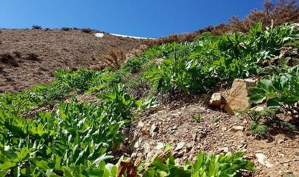 عکس روستای کرفس