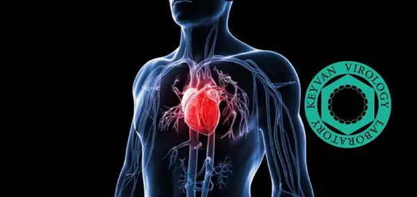 عکس قلب کرونایی