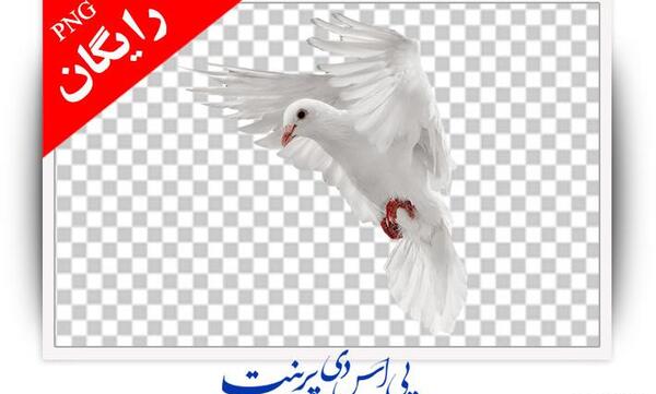 عکس دانلود وکتور کبوتر