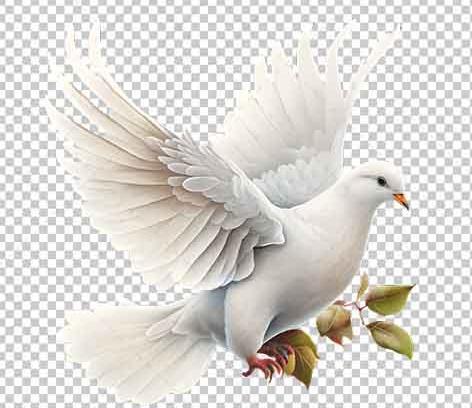 عکس دانلود وکتور کبوتر
