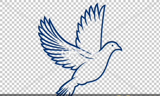 عکس دانلود وکتور کبوتر