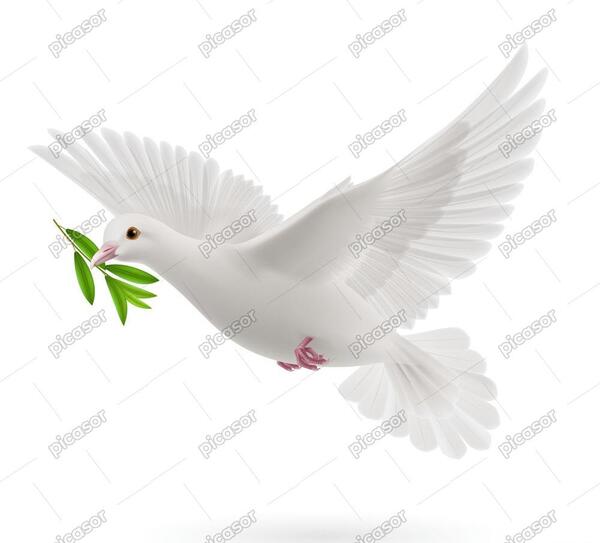 عکس دانلود وکتور کبوتر