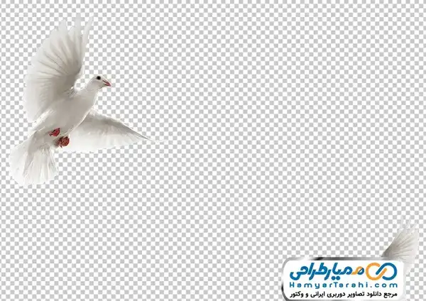 عکس دانلود وکتور کبوتر
