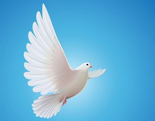 عکس دانلود وکتور کبوتر