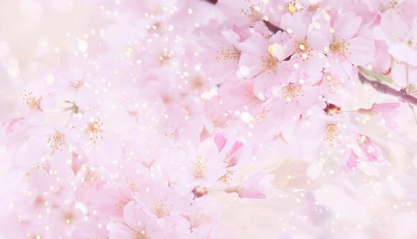 عکس شکوفه برای تصویر زمینه