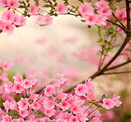 عکس شکوفه برای تصویر زمینه