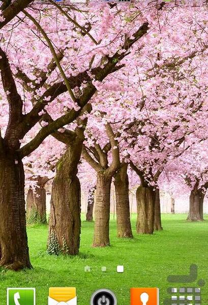 عکس شکوفه برای تصویر زمینه