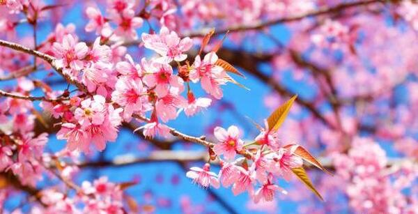 عکس شکوفه برای تصویر زمینه