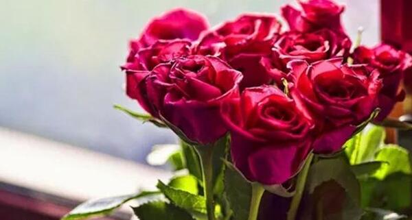عکس گل رز زنبوری