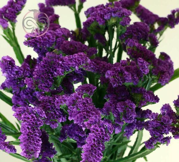 عکس گل رز زنبوری
