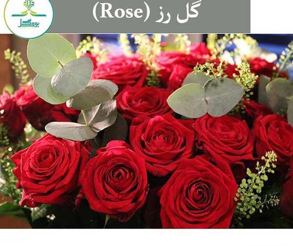 عکس گل رز زنبوری